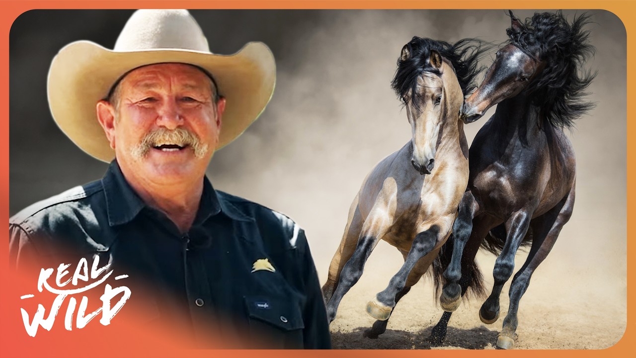 I Have 7 DAYS To Tame These Badly Behaved Horses...