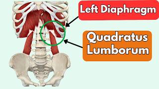 Why QL and Back Pain is Really a Breathing Problem.