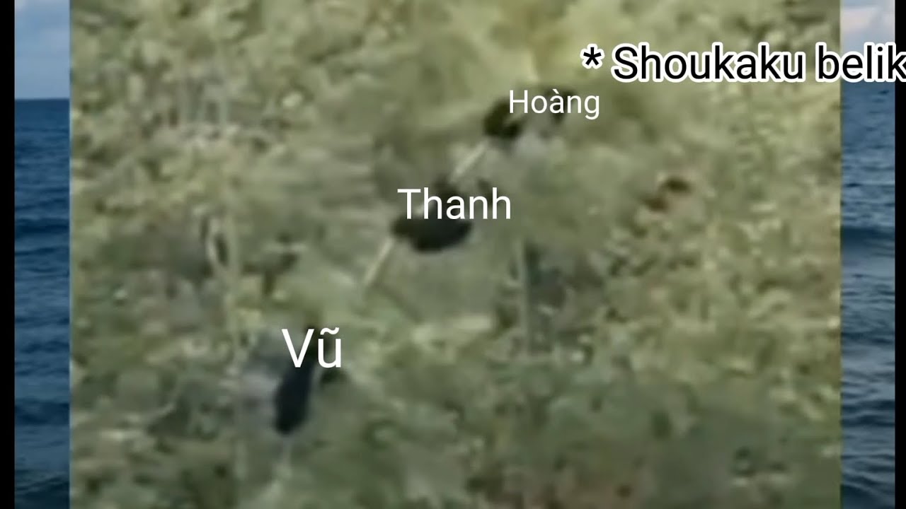 Kèo solo 3vs3 với Shoukaku | Warship fury #21