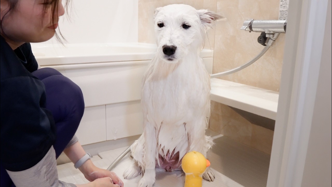 苦手なシャンプーですべてを諦め、目から光が消えてしまった生後9ヶ月のサモエド子犬…