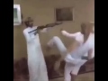 رد الفلكه