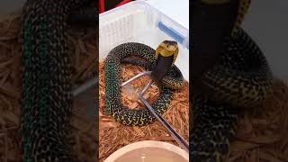 Samar Cobra World Wide Snake