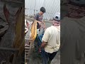 ngulak iwak untuk d jual,,tiru usaha ini pasti sukses#djineo #fpvdrone