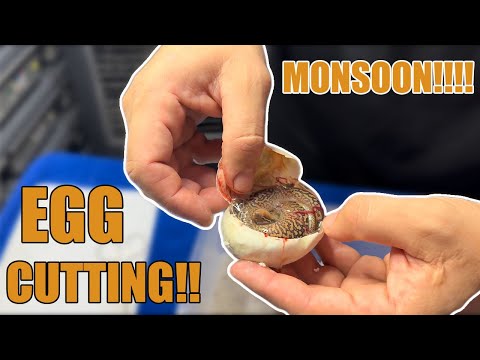 Monsoon Egg Cutting!! #ballpython #snakes #eggcutting