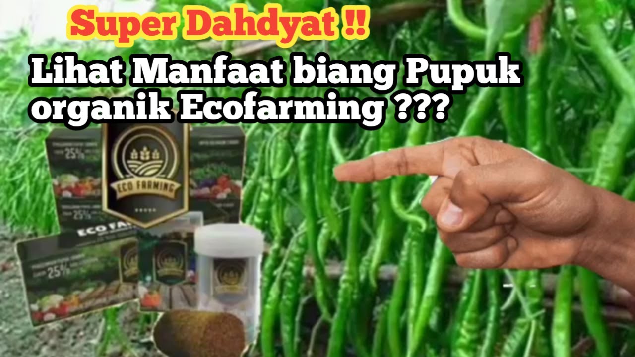 *Cara Penggunaan pupuk organik ecofarming pada tanaman cabai.