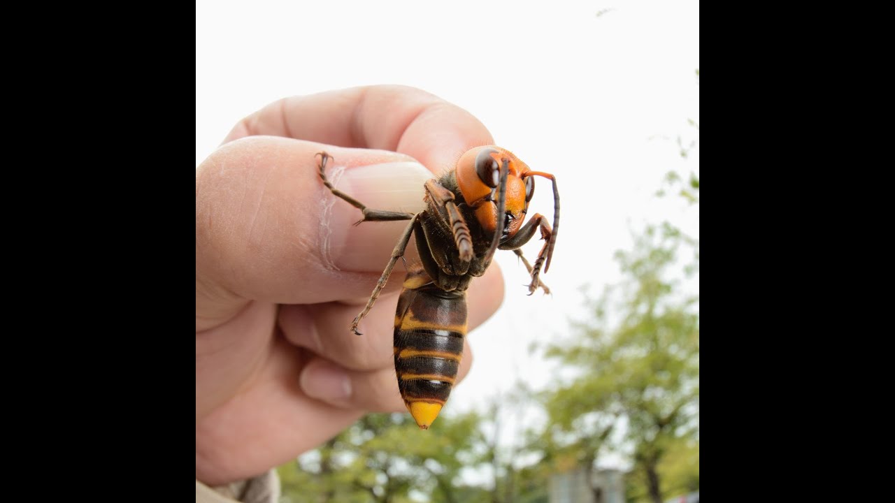 Murder hornets: The Asian giant hornet has arrived. Bees beware.