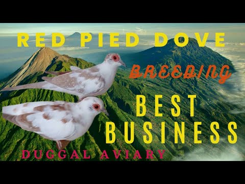Love Bird Parrot | Fawn Java Finch | Diamond Pied Dove | Best Pets ...