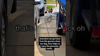 Can your dog help you...? #dog #doglove #funnydog #bestfriend #cute #animals #shorts