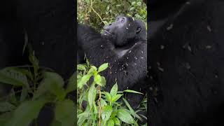 Once in. a lifetime experience the Largest Silverback Gorilla