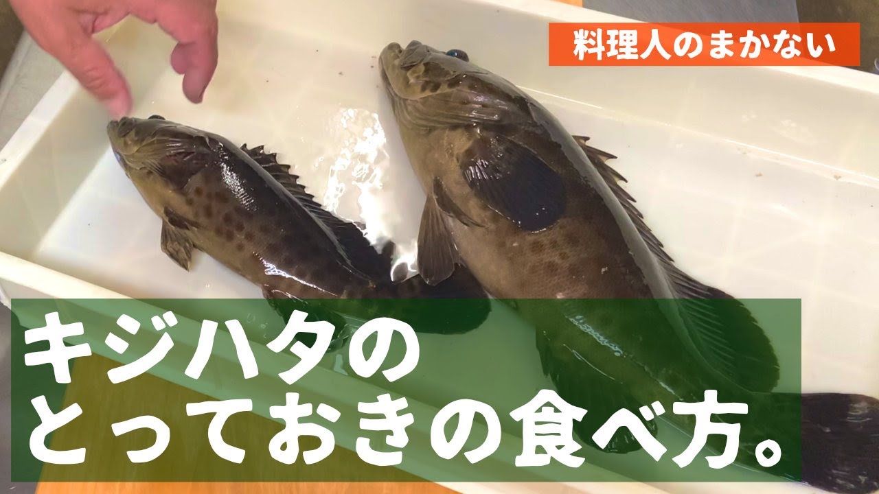 キジハタの活き造り 料理人のまかない Youtube キジハタの活き造り 料理人のまかない Youtube