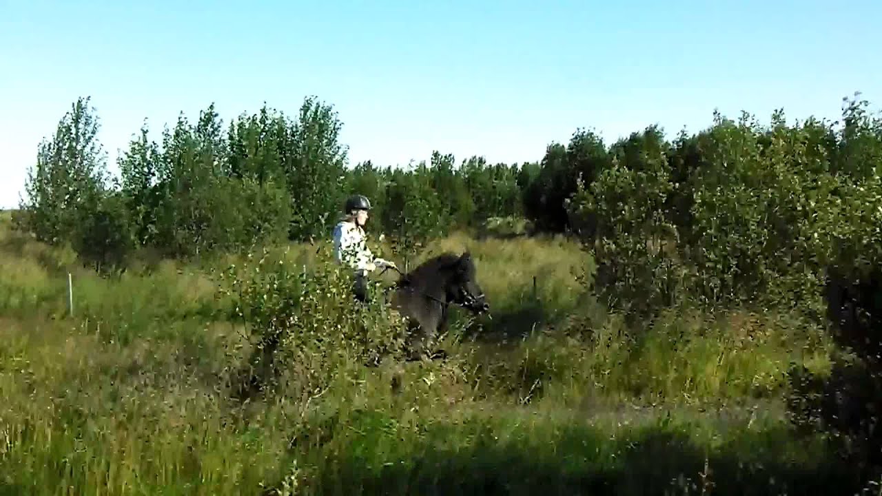 Vífill frá Hliðsnesi