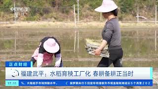 [正点财经]福建武平：水稻育秧工厂化 春耕备耕正当时| 财经风云
