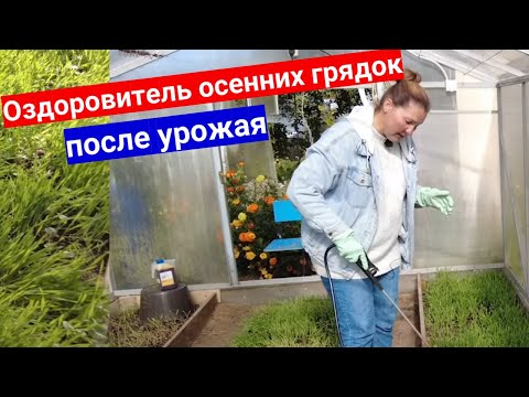 Как обработать и чем пролить почву осенью в теплице от вредителей и болезней после сбора урожая.