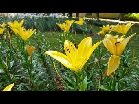 Video: Ampel Innendørs Planter (33 Bilder): Typer Hengende Blomster Til Huset. Skyggetolerante Husblomster Henger Ned Og Andre