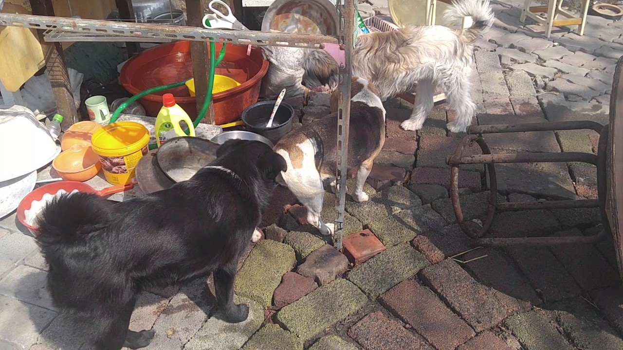 강아지들 pets - YouTube