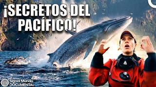 Explora la Vida Marina de Chile: Bosques Submarinos | Doblaje al español