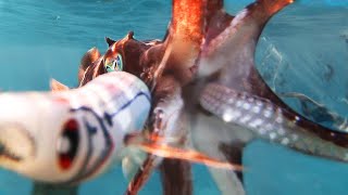 SQUID JIG Attacks Underwater VIEW Cuttlefish, Octopus!