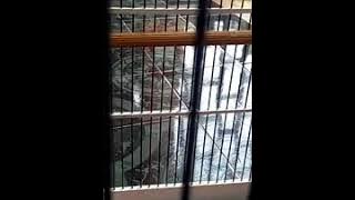 Kicau burung Kapas tembak konslet