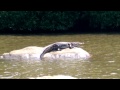 Crocodile in Bentota River near Dalmanuta Gardens in Sri Lanka