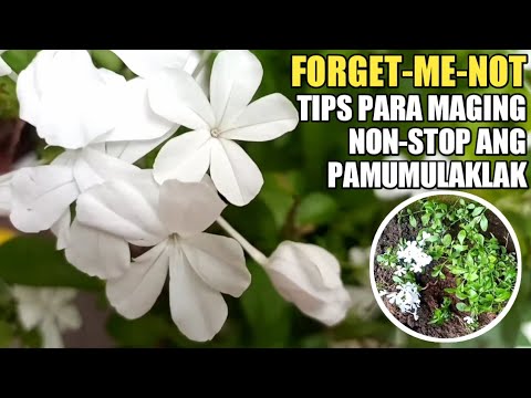 Video: Forget-Me-Not Flowers - Paano Palaguin ang Forget-Me-Nots