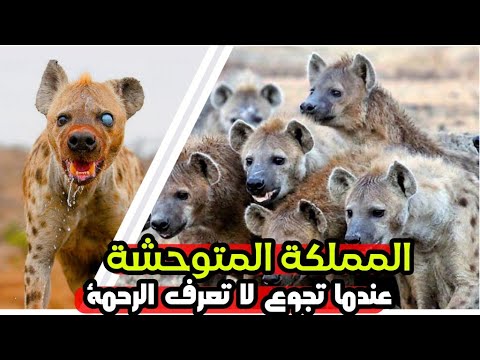 الضباع الجائعة تأكل الفريسة حية بلا رحمة نباش القبور رمز الخيانة والغدر والسحر هل ظلمه البشر