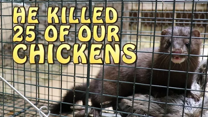 A Mink Killed 25 Of Our Chickens ~ All On Video - DayDayNews