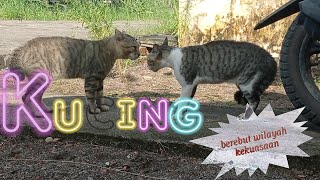 ada dua kucing lucu yang sedang berebut wilayah kekuasaan by CAT FAMILY 923 views 4 months ago 2 minutes, 29 seconds