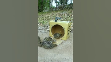Creative new method quail trap #shorts #create #traps