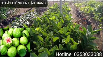 "ỔI RUBY "CTY THẾ GIỚI CÂY GIỐNG CN HẬU GIANG ☎️ 0353 033 088