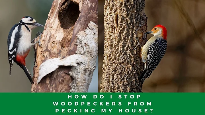 How Do I Stop Woodpeckers From Pecking My House?