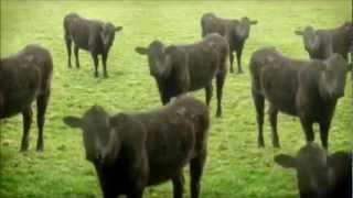 Harlem Shake - Cows & Cows & Cows edition
