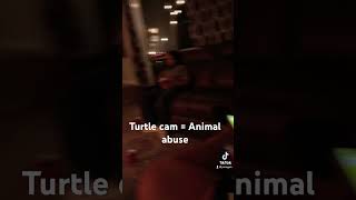 Turtle Cam