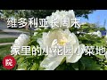 【彬彬有院】种 •花•1092长周末的小花园小菜地都有些什么，上周寒冷天气过后的菜菜们怎么样了？牡丹开花了，郁金香过后，我的花坛有些什么花？