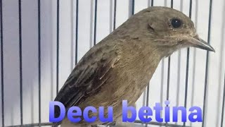 BURUNG DECU BETINA GACOR