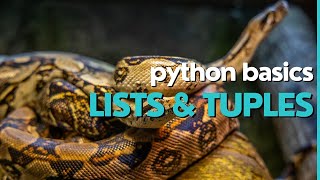 Python Basics: lists vs tuples