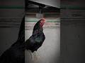 Lasani Mushka Patha #birds #lasaniaseel #mianwaliaseel #aseelmurga #aseel #pets #petsathome #viral