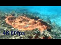 Diving MacArthur Beach State Park, FL, 4K 60fps with HyperSmooth