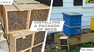 Installing a package of bees, April 2026