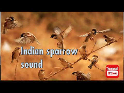 Relaxing #music of nature | चिड़ियों की चहचहाहट | Indian Sparrow sound | 2K video Chidiyo ki awaz