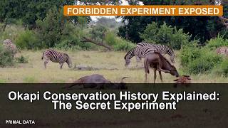 Okapi Conservation History Explained: The Secret Experiment