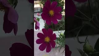 Kozmos çiçeği Resimi