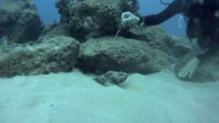 scuba steve with sharks and turtles