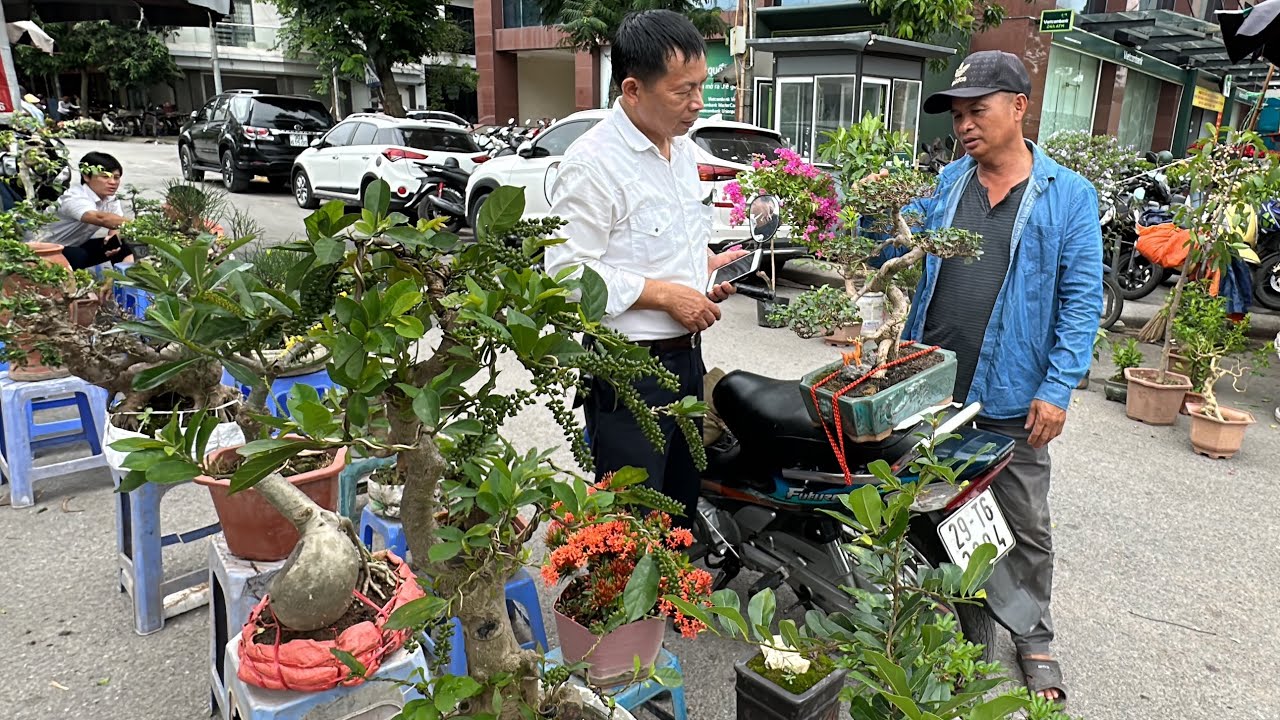 TRÙM MUỘI HỒNG BONSAI VẠN PHÚC - BÁO GIÁ CÂY THUẬN CHACO VÀ ÔNG TỴ, NHIỀU CÂY ĐẸP