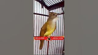 Cucak Jenggot Jawa, Sat Set Sat Set Mbeset Perih Suara Kasaran