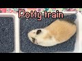 Potty train your guinea pig - How to -