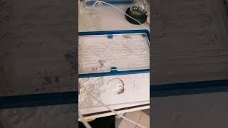 Gas-Liquid reaction in a large microreactor