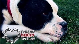 Fresno Bully Rescue - Vintage Days