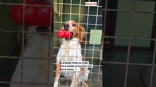 Yogui: 6 años aislado y te recibe así.
