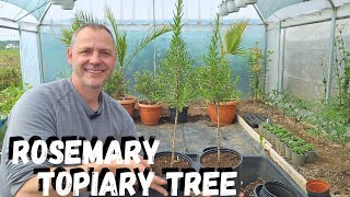 How to make a Rosemary Topiary | Spring update! 
