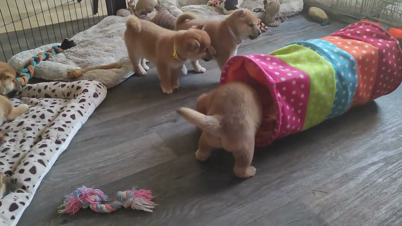 Playtime with the fireworks sound in the background for training.